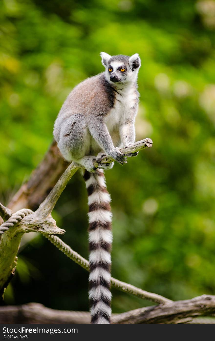 Watching them jump and run around in their open encosure is always a ton of fun, they are incredible!. Watching them jump and run around in their open encosure is always a ton of fun, they are incredible!