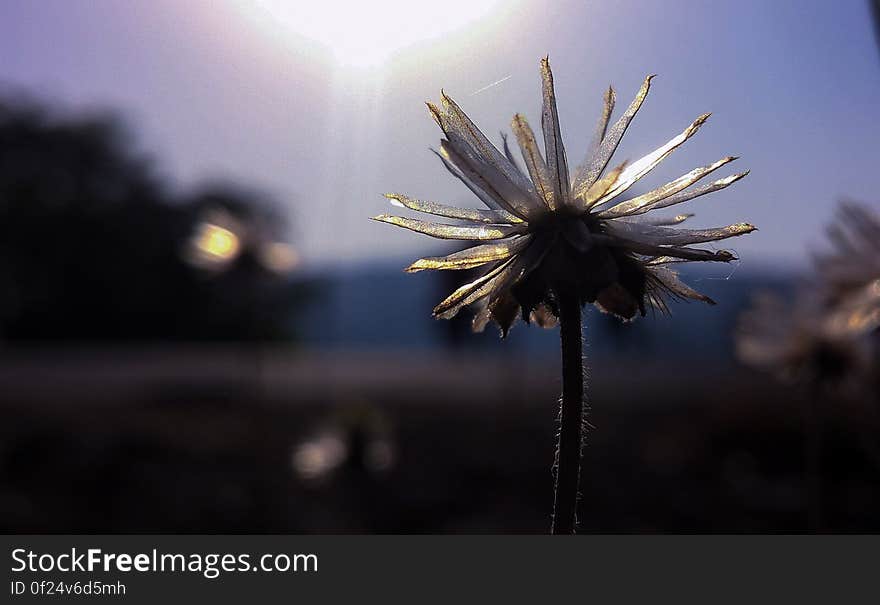 Lone Flower Under the Sun. Lone Flower Under the Sun