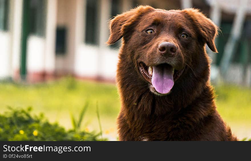 A dog outdoors in the garden. A dog outdoors in the garden.