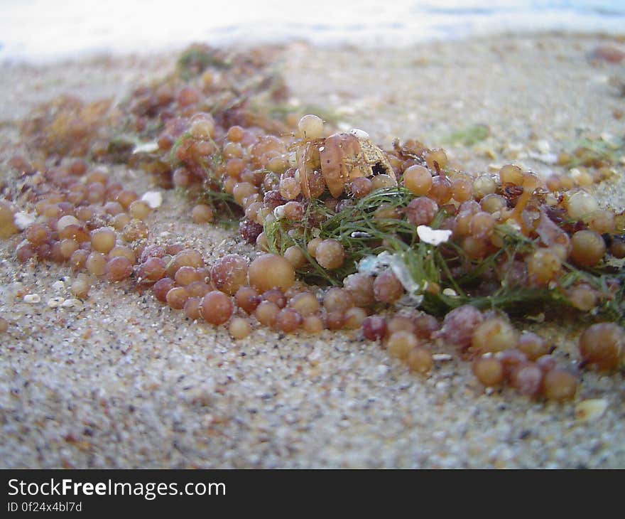 Sargassum &#x28;Seaweed&#x29;