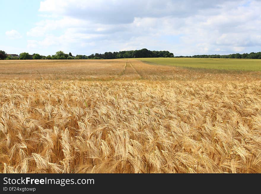 A field of ripe wheat in the summer. A field of ripe wheat in the summer.