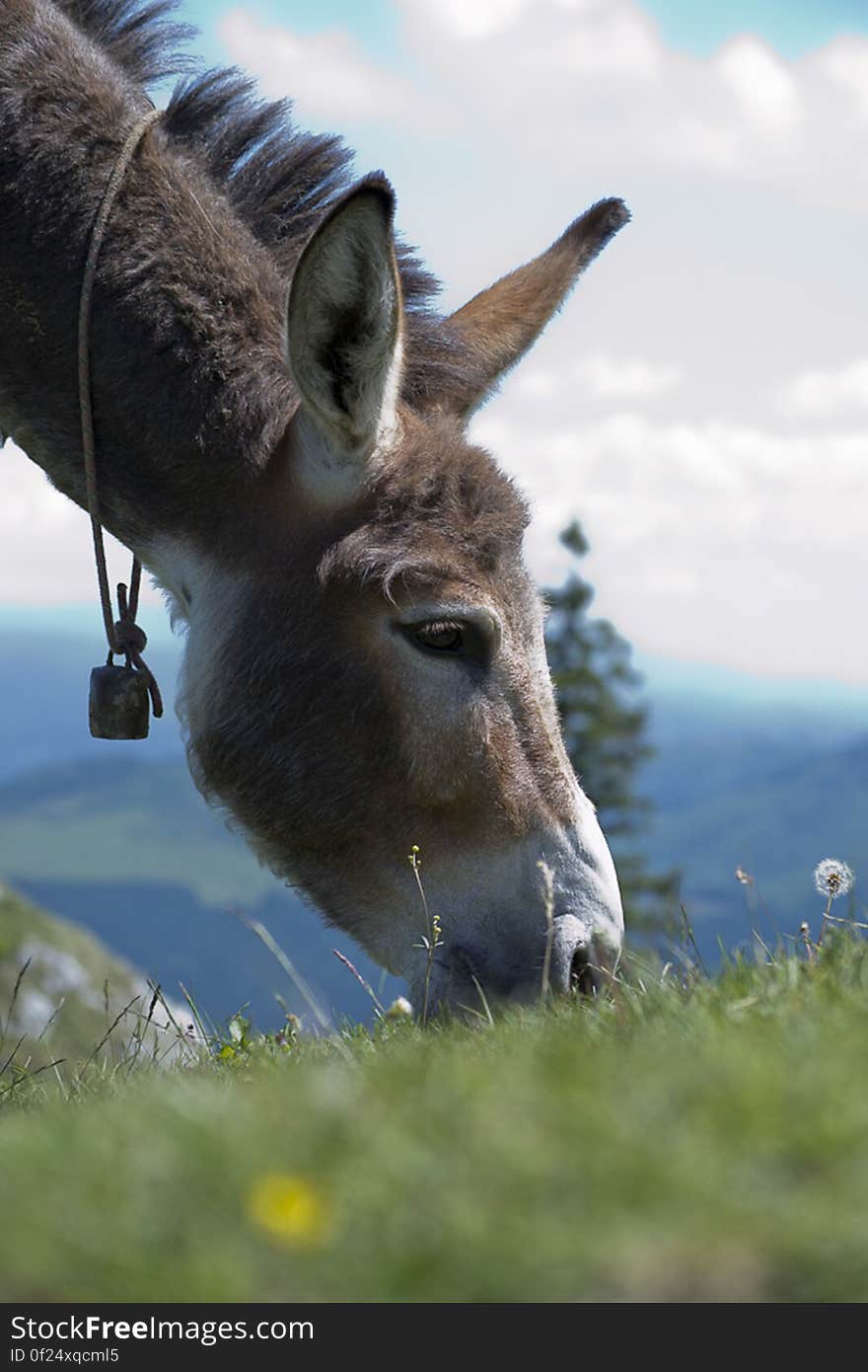 Found on www.picdrome.com/picture/Grazing_donkey_with_cowbell/cate...