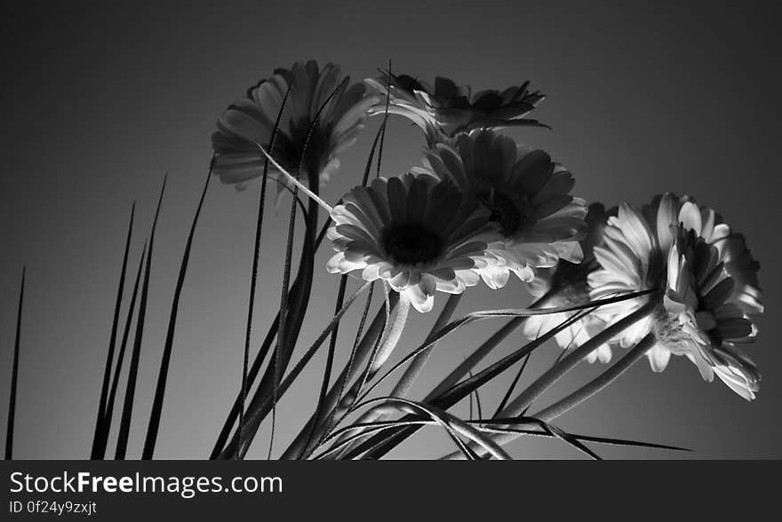 A close up of a black and white bunch of flowers.