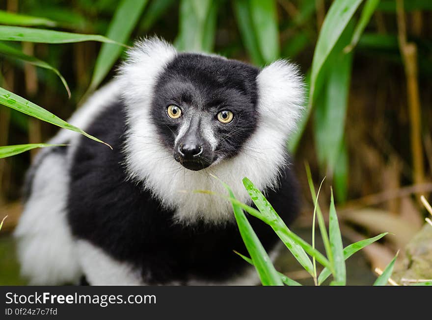 Black and white Ruffed Lemur