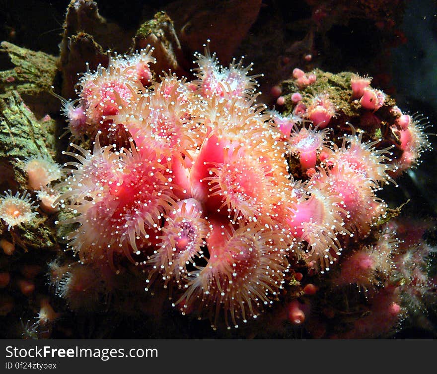 Monterey Aquarium. anemones