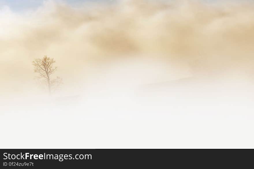 Bare Tree Duting Sand Storm