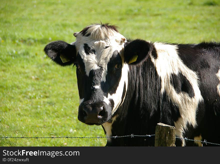 Black and White Cow in Green Grass Field