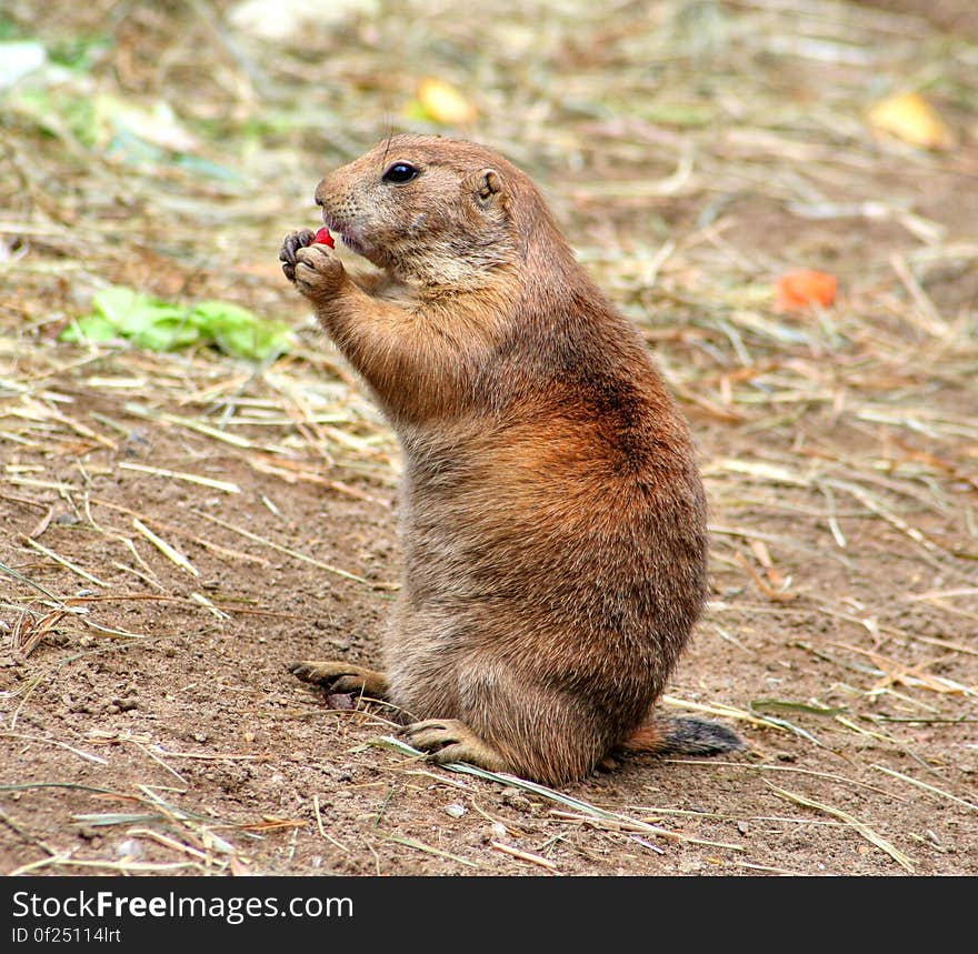 Brown and Gray Prairie Dog