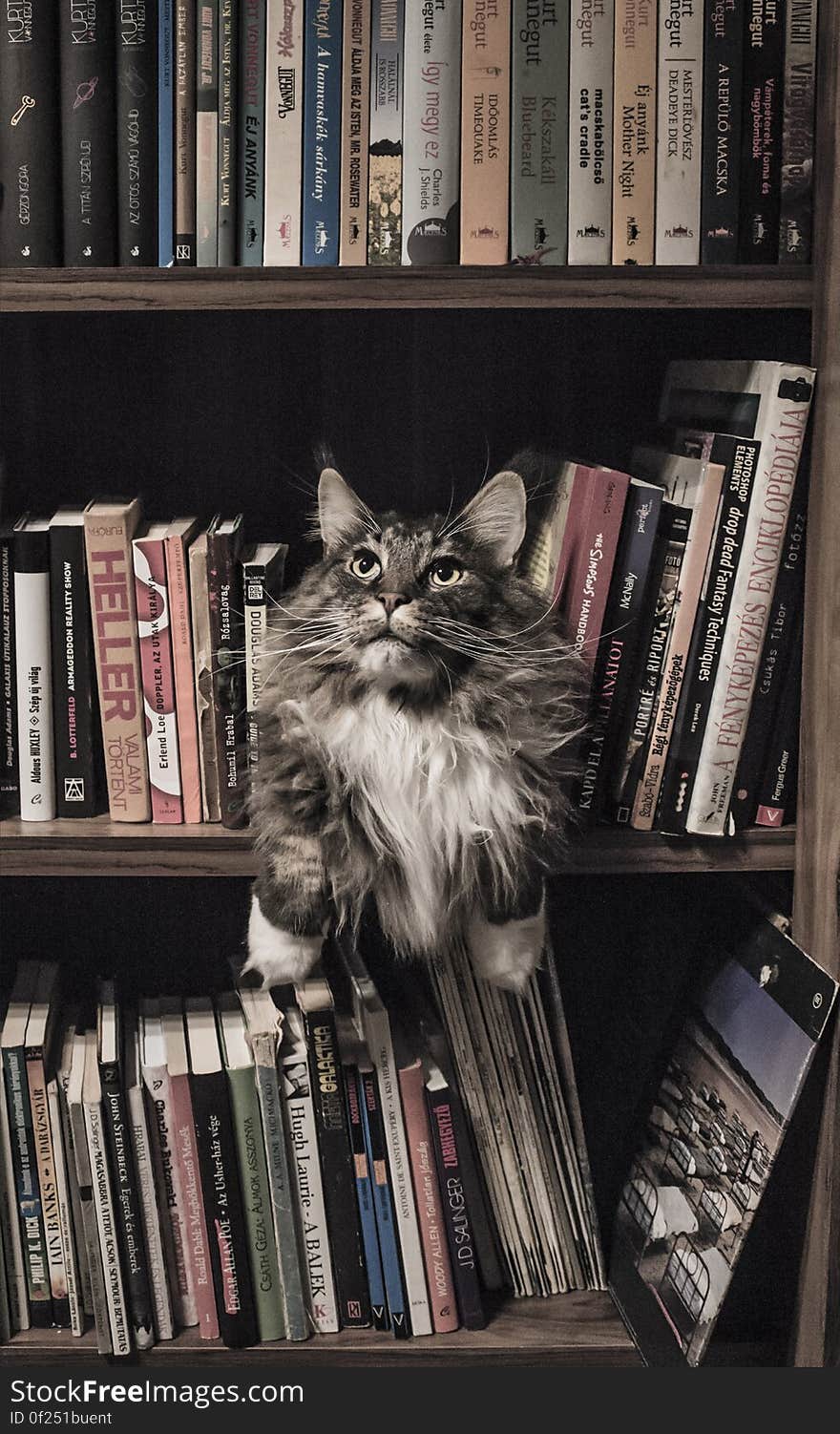 Grey and White Long Coated Cat in Middle of Book Son Shelf