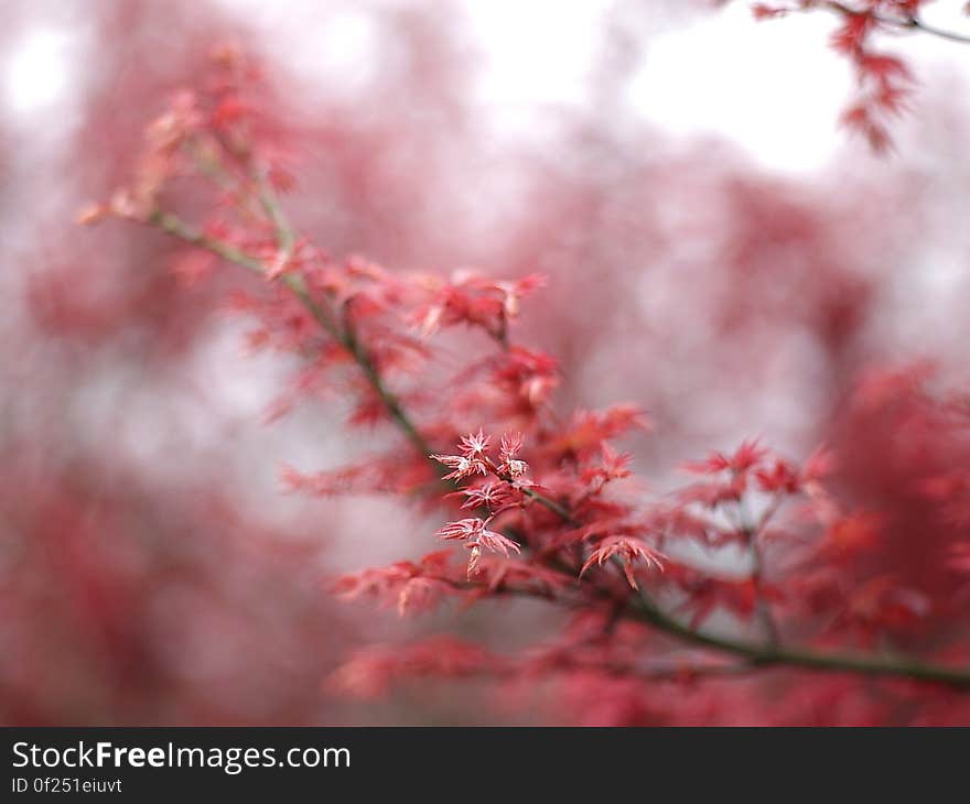 Shallow Focus of Red and White Flower