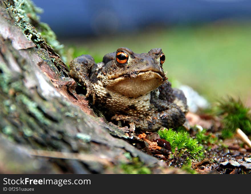 Selective Focus Photography of a Brown and Black Frog