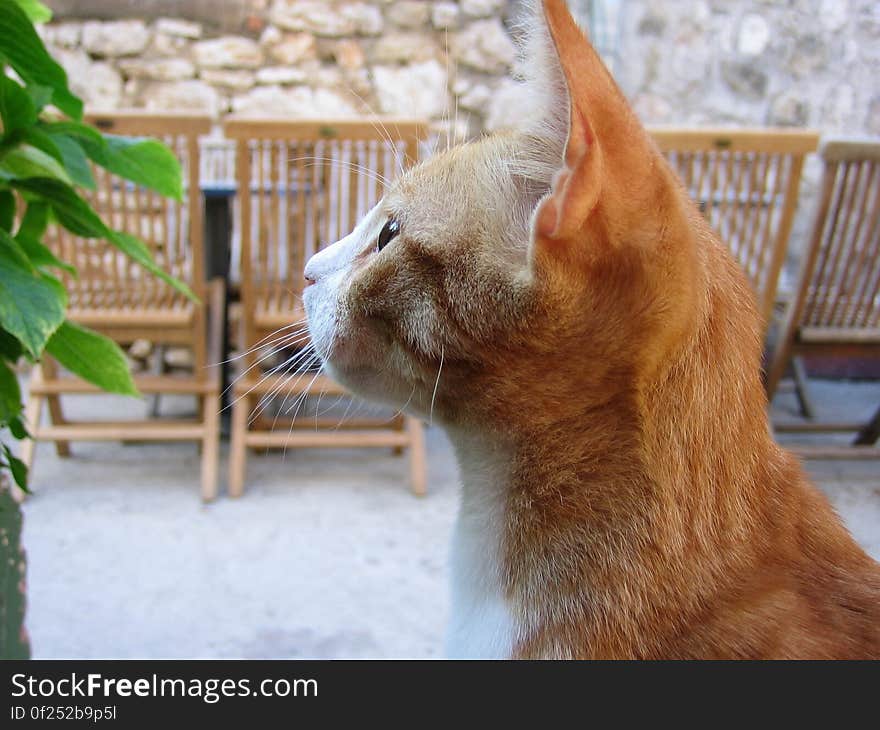 Side View of Orange Tabby Looking at Green Plant