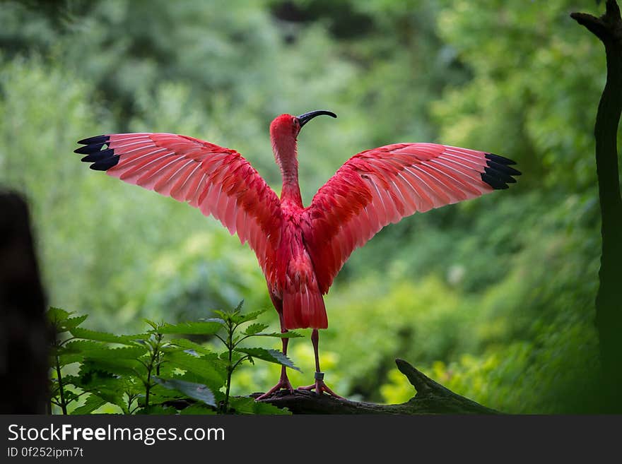 Flamingo Spreading Its Wings