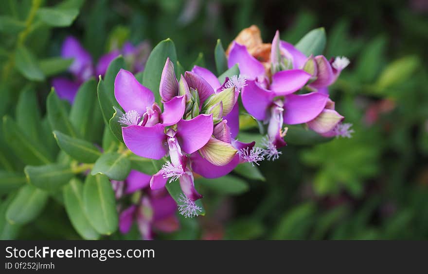 Close Up Photography of Purple Flower