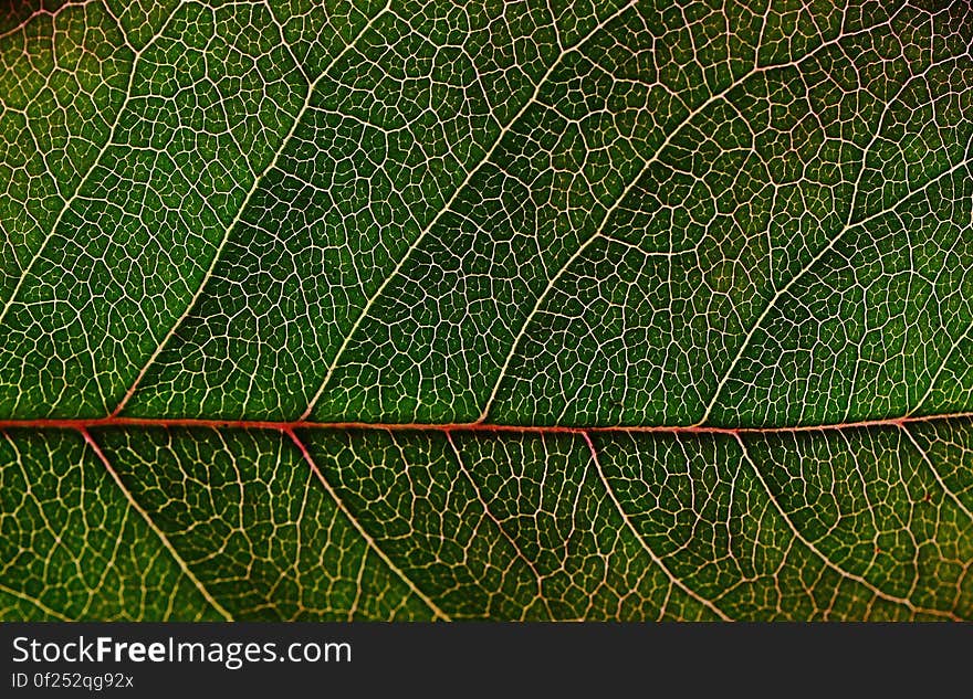 Green Leaf in Macro Photography