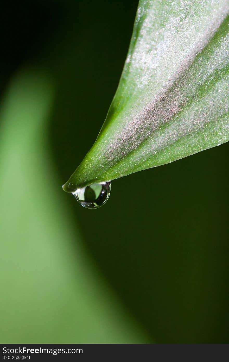 Green Leaf in Closeup Photography