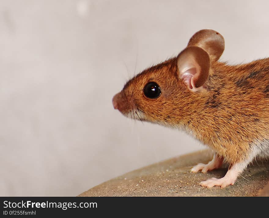 Brown Rat