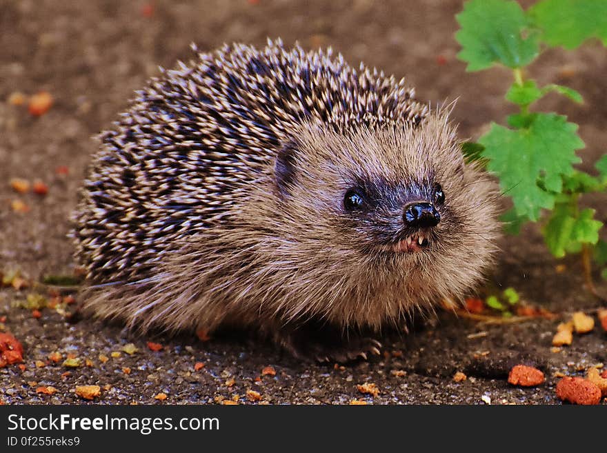 An European brown hedgehog outdoors. An European brown hedgehog outdoors.