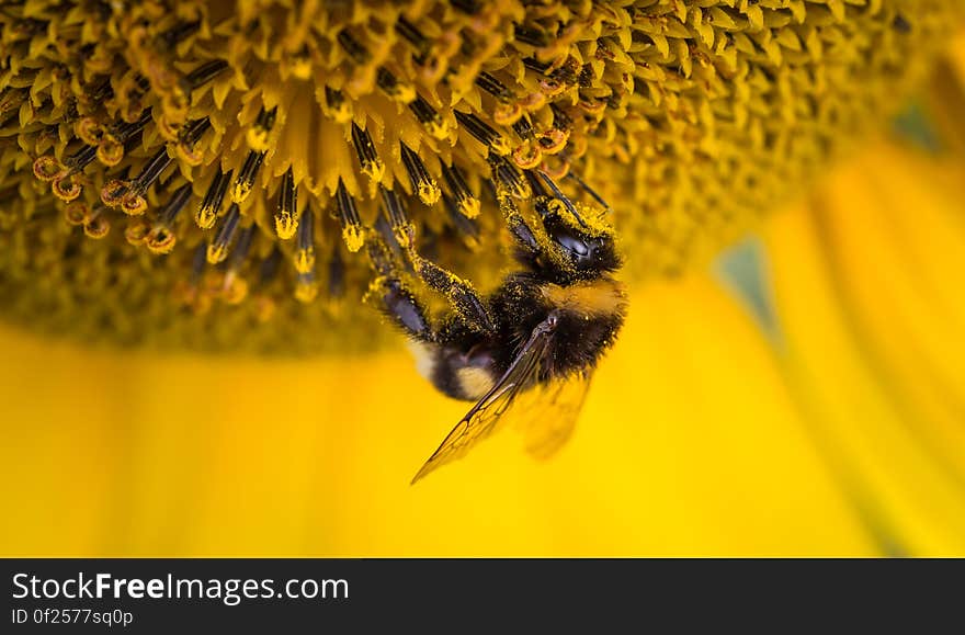 A bumblebee walking on a sunflower blossom. A bumblebee walking on a sunflower blossom.