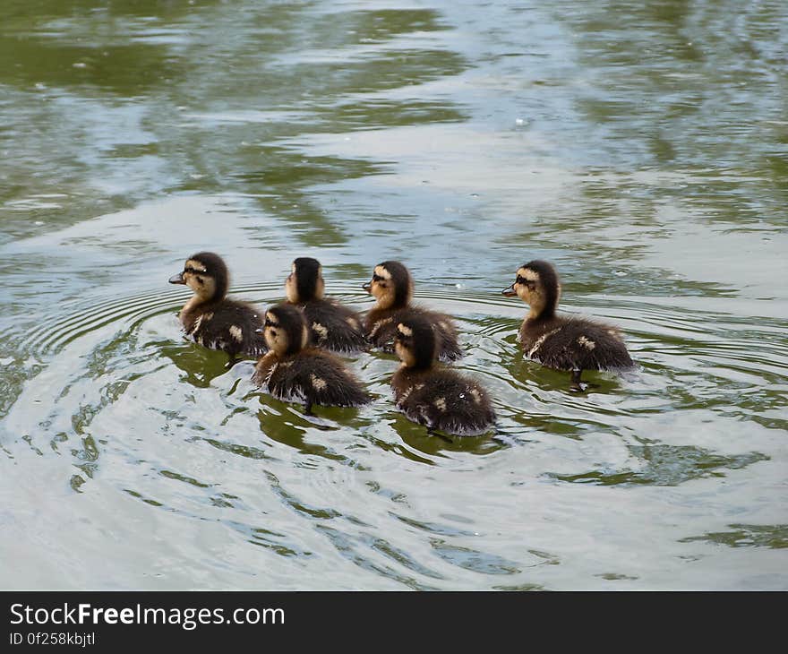 Swimming away from the scary camera. ;&#x29;. Swimming away from the scary camera. ;&#x29;