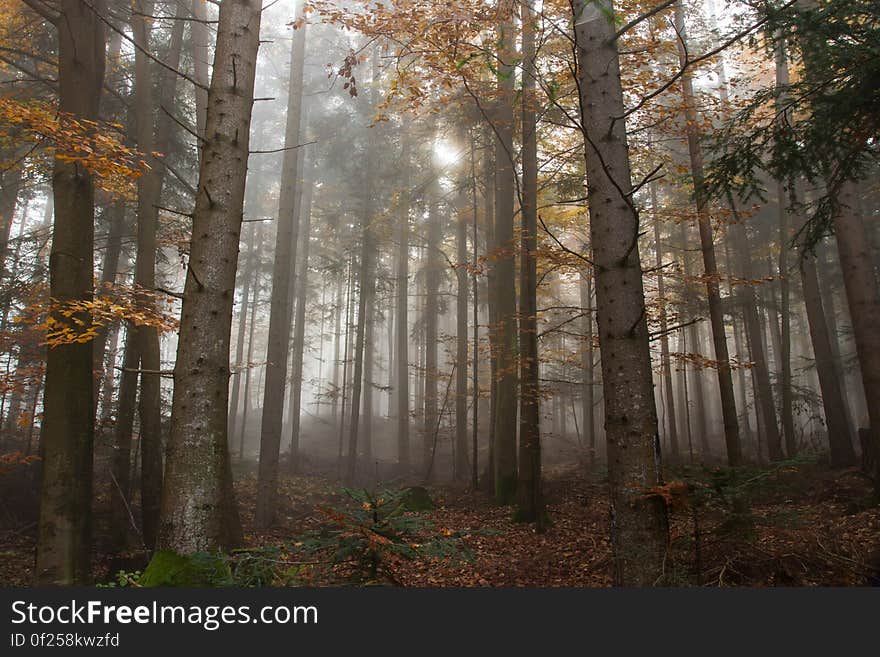 A view in a foggy autumn forest.