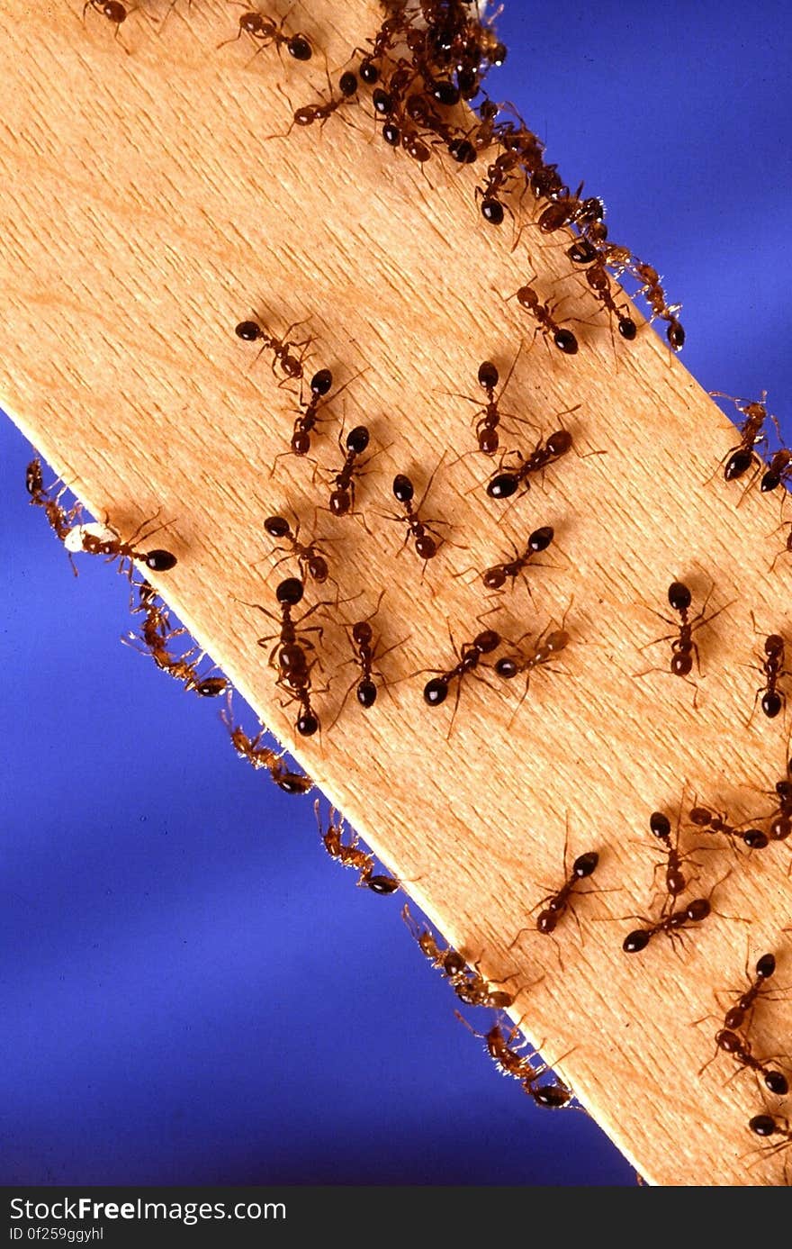 A close up of a swarm of ants on a wooden plank. A close up of a swarm of ants on a wooden plank.