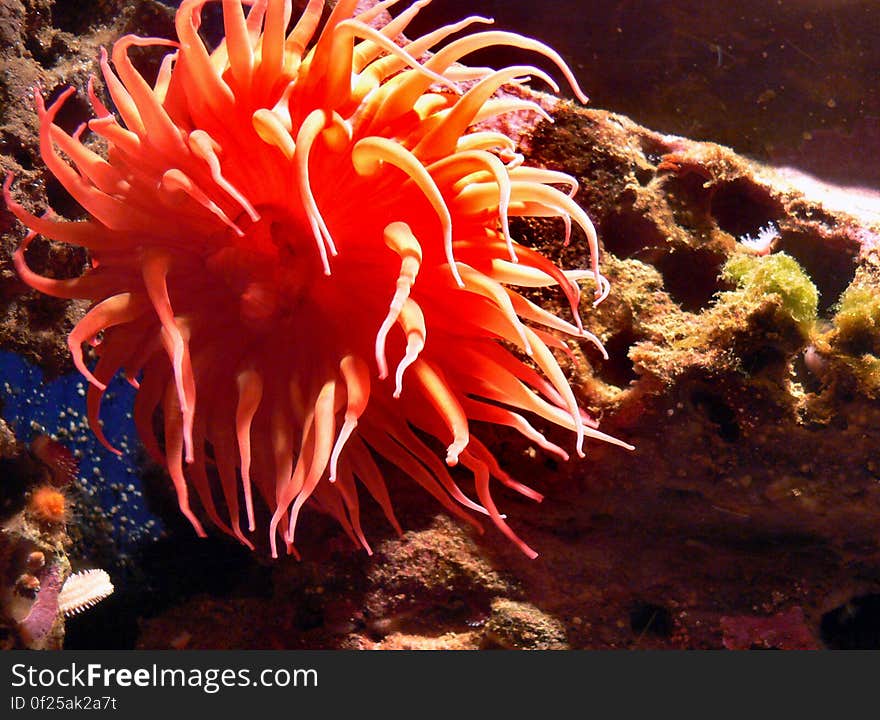 Monterey Aquarium. anemones