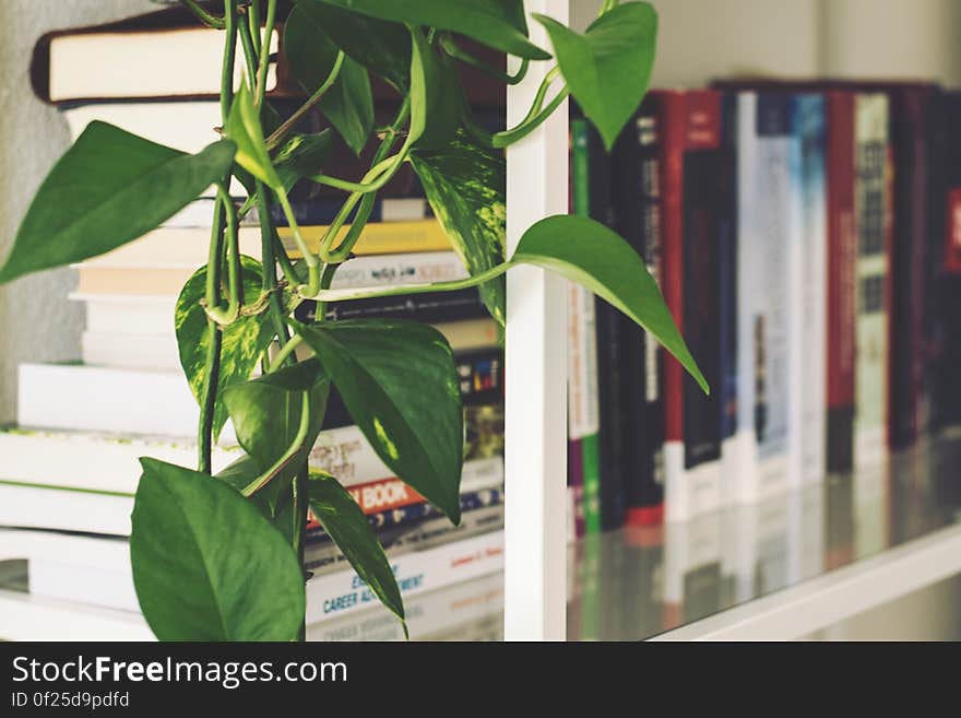 A stack of books on a shelf and a decorative plant beside. A stack of books on a shelf and a decorative plant beside.