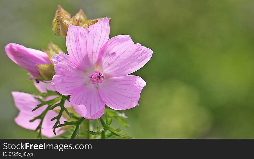 Selective Focus Photography of 5 Petaled Purple Flower during Day Time