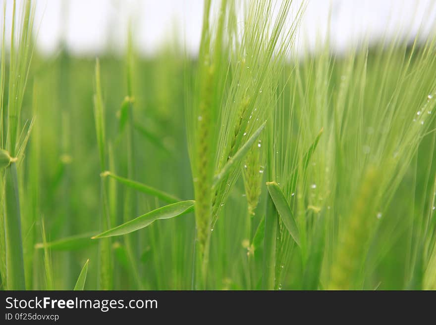 A close up of a field with green wheat crops with dew drops on them. A close up of a field with green wheat crops with dew drops on them.