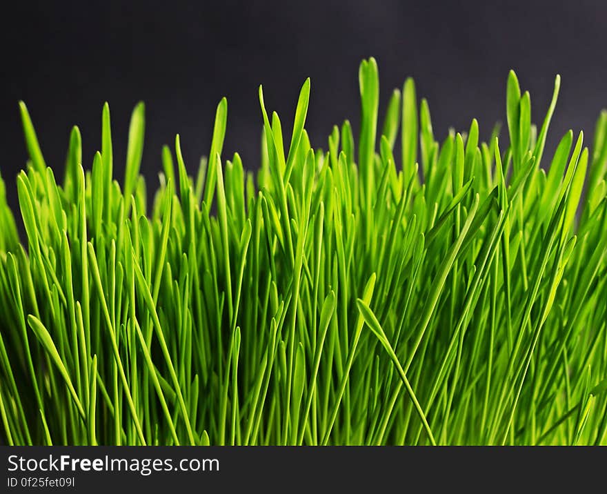 A close up of fresh growing green grass.