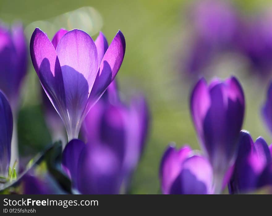 Purple Flower Buds in Field