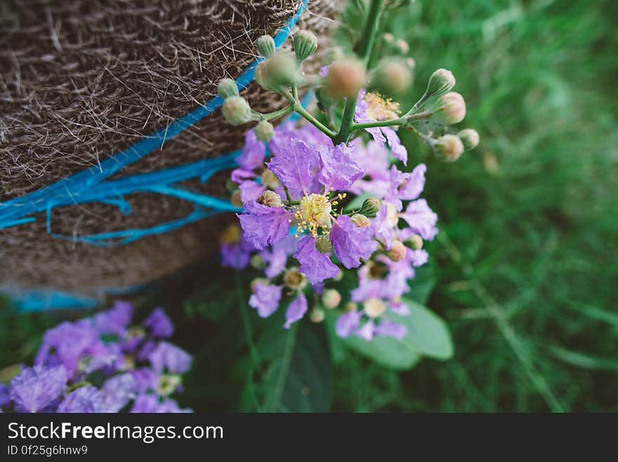 Closeup with shallow depth of field of purple and yellow wildflowers growing outdoors.