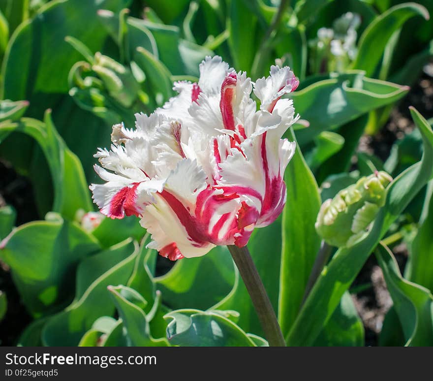 White and Red Flower during Day Time