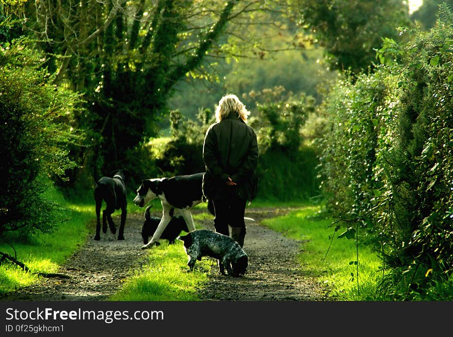 Woman in Black Jacket and 4 Dogs Walking on Dirt Path Between Trees