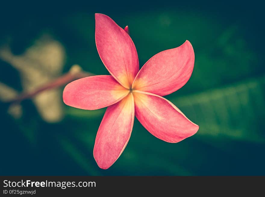 Tilt Shiftr Lens Photography of Pink Petal Flower