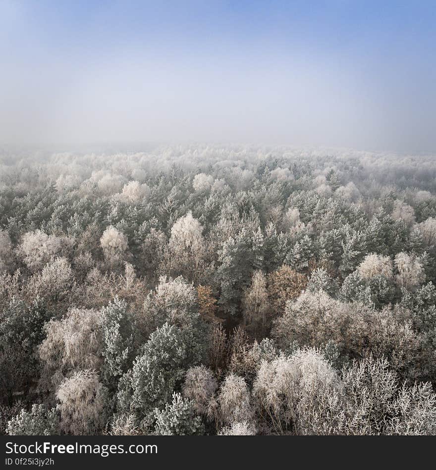 An aerial view of a forest in the winter. An aerial view of a forest in the winter.