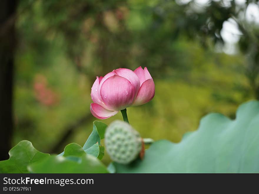 Beautiful blooming pink lotus flower.