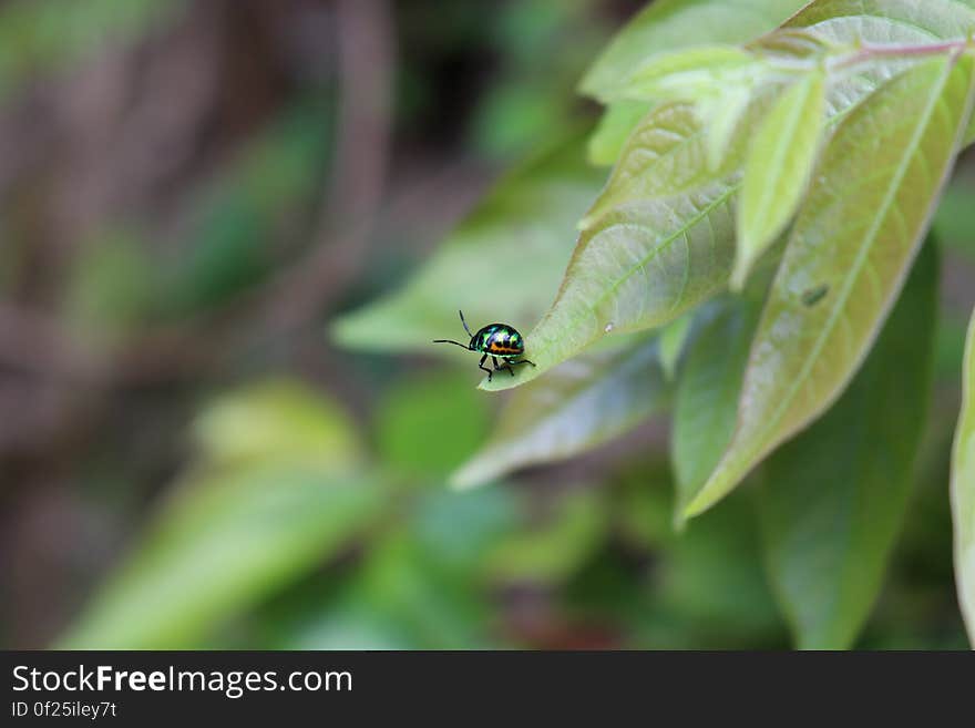 Metallic Beetle on Green Leaf during Daytime