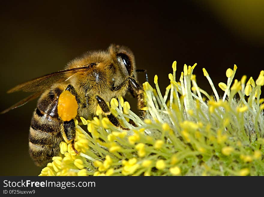 Honey Bee Zipping a Plant