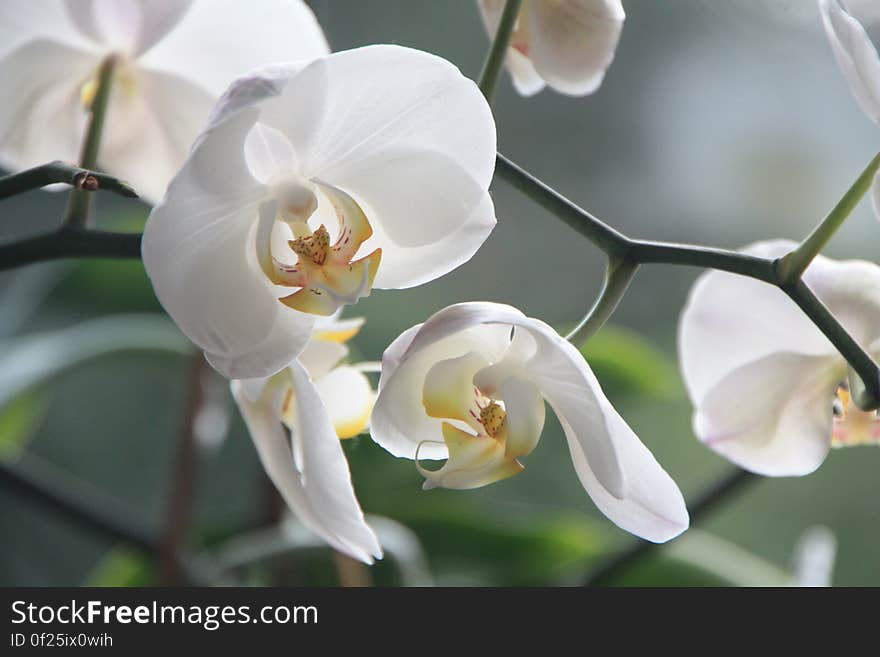 White Moth Orchids