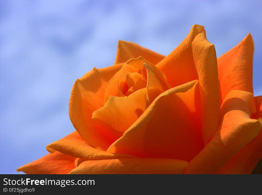 Orange Rose