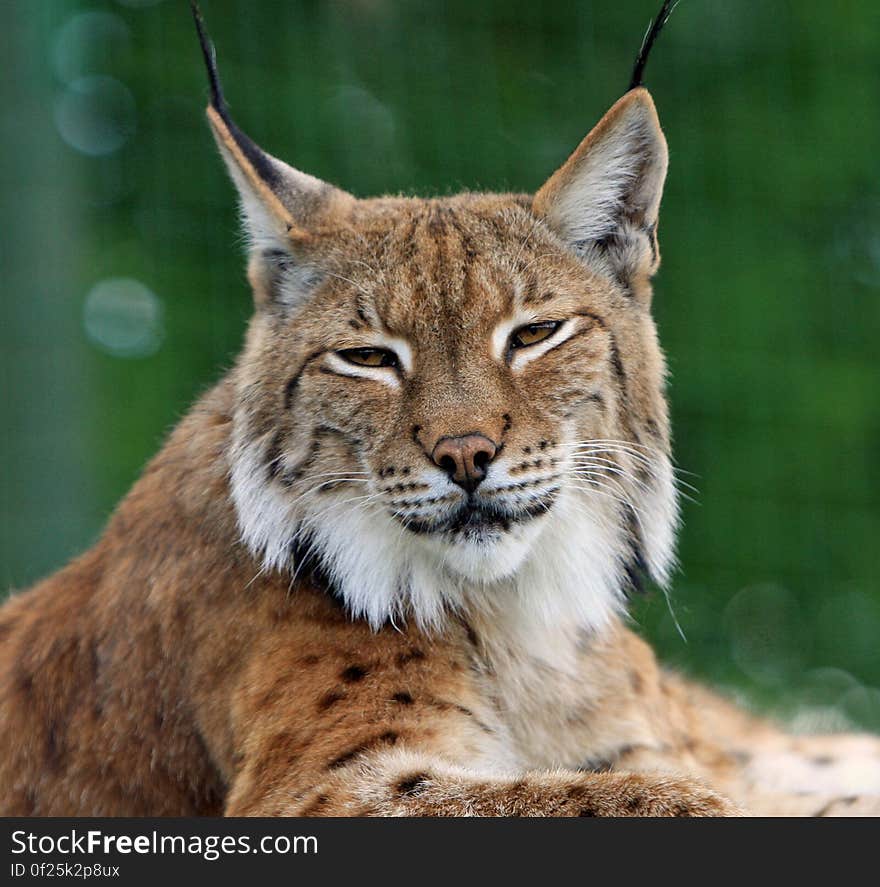 Brown Black and White Bobcat