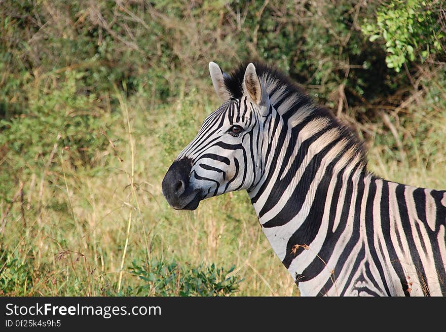 Zebra Near Green Plants