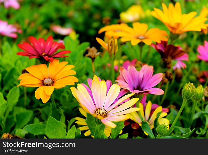 Colorful flowers on green meadow.