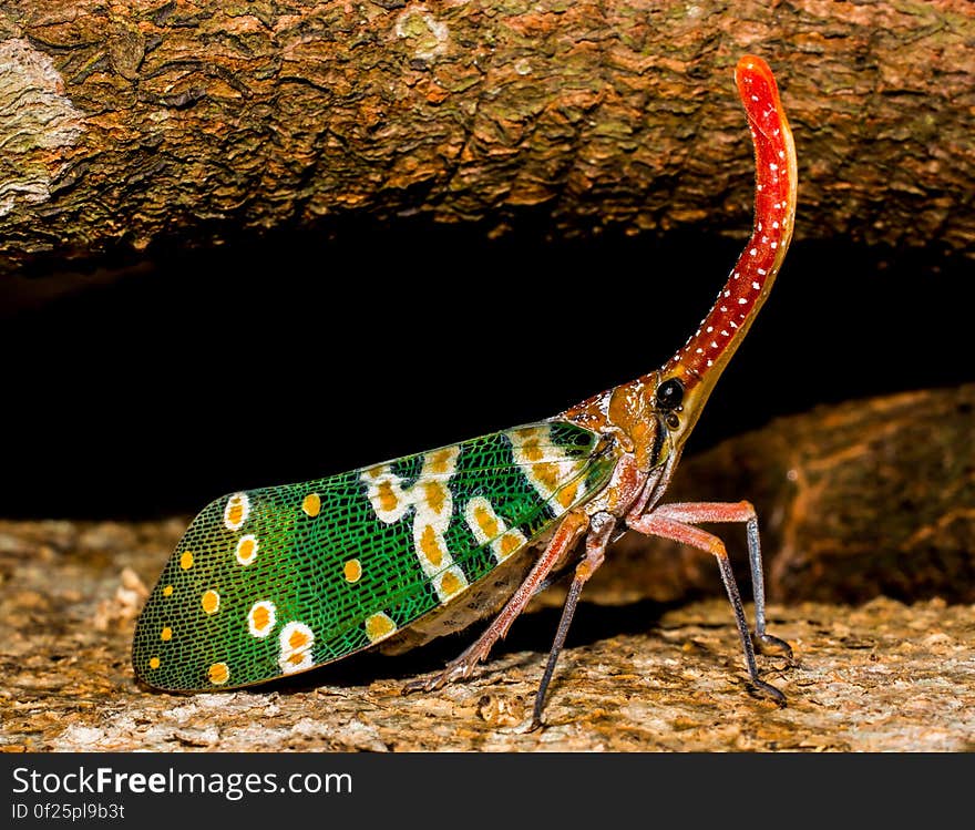 Green Yellow and Red Multicolored Insect in Close Up Photography