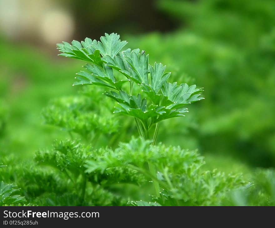 Green Leaf Plants