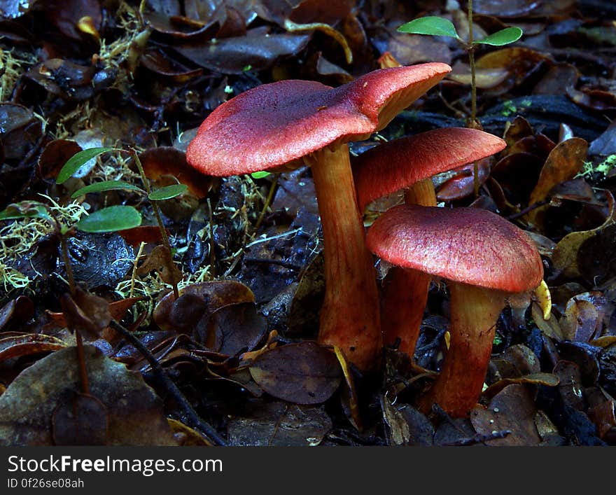 The blood-red colour of the cap gills and stem of this beautiful mushroom fully justify the common name of this webcap. It is readily distinguished from the closely-related Cortinarius semisanguineus &#x28;the specific epithet means half blood-red because the latter has blood-red gills beneath a pale olive-brown cap - hence its common name the Surprise Webcap. The Bloodred Webcap is found mainly in coniferous woodland and particularly in dark, damp and mossy forests. The blood-red colour of the cap gills and stem of this beautiful mushroom fully justify the common name of this webcap. It is readily distinguished from the closely-related Cortinarius semisanguineus &#x28;the specific epithet means half blood-red because the latter has blood-red gills beneath a pale olive-brown cap - hence its common name the Surprise Webcap. The Bloodred Webcap is found mainly in coniferous woodland and particularly in dark, damp and mossy forests.