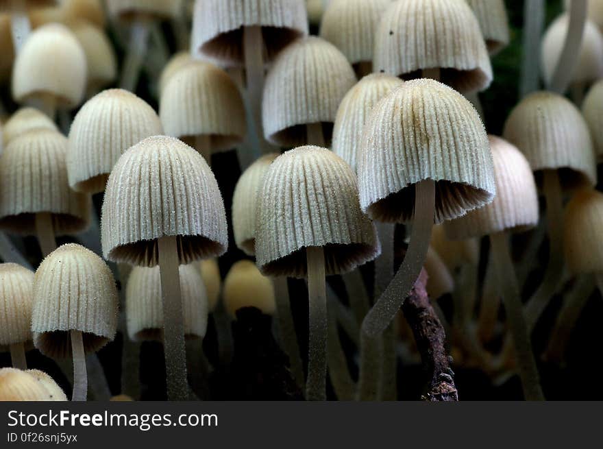 The Fairy Inkcap, Coprinellus disseminatus, rarely ventures forth alone or even with just a few friends; more often it forms dense masses swarming over rotting tree stumps and roots. These gregarious little fungi occur from early spring until the onset of winter, and they are at their most spectacular when the caps are young and pale - sometimes nearly pure white. It takes just two or three days for young white caps to turn grey and then begin blackening.