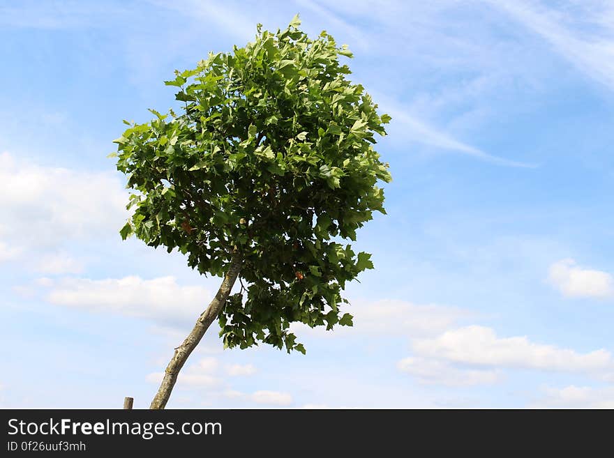 A picture of a lonely tree contributed by Jordy Vlug - all images can be used for free and for any purpose